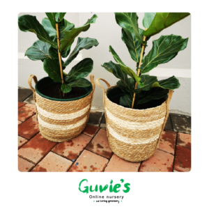 Guvie’s Online Nursery